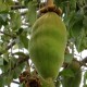 baobab fruit