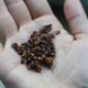 cacao nibs hand